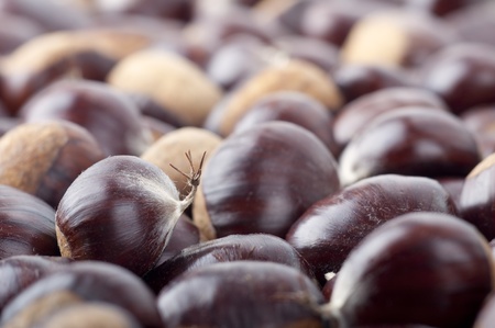 Plenty of Hand-picked Ripe Chestnuts in autumnの写真素材