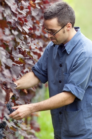 Young vintner is harvesting red grape in the vineyardの写真素材