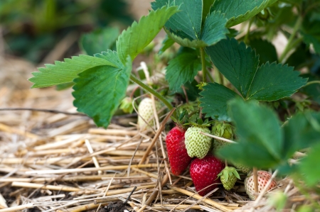 Closeup of fresh organic strawberries growing on the vineの写真素材