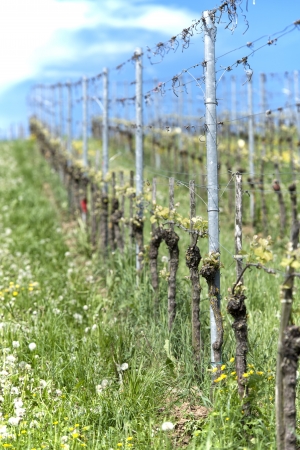 A Row in the vineyard in springの写真素材