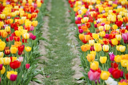Many of Colorful Tulip Flower in Springの写真素材