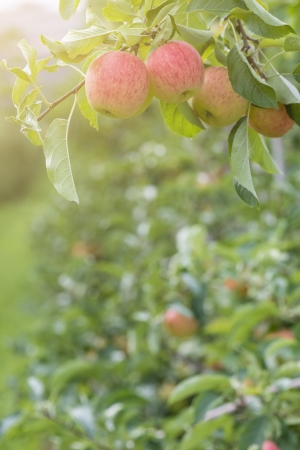 Red Apples On Tree In Apple Orchardの写真素材