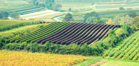Beautiful Vineyard Landscape By Harvest Timeの写真素材