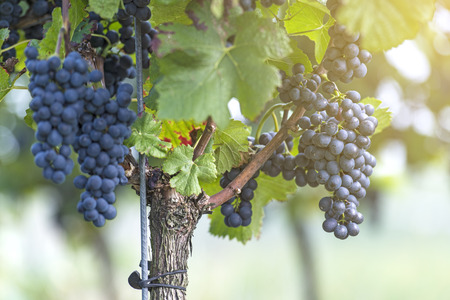 Red bunch of grapes in the vineyard by sunny weatherの写真素材