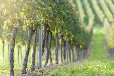 White Grapes in the Vineyard By Harvest Timeの写真素材