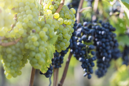Red And White Grapes in the Vineyard By Harvest Timeの写真素材