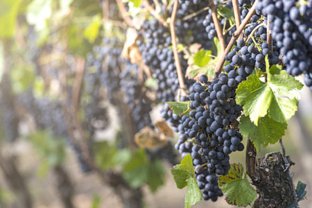 Red bunch of grapes in the vineyard by sunny weatherの写真素材