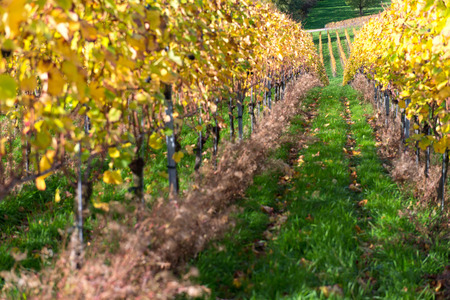 Colorful Vineyard Landscape in Autumn With Blue Skyの写真素材