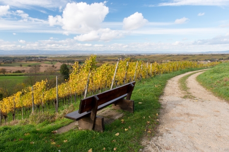 Colorful Vineyard Landscape in Autumn With Blue Skyの写真素材