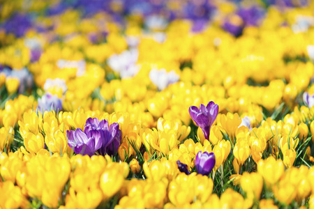 Field of Crocus Flowers In Springの写真素材