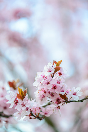 Blooming Tree In Spring の写真素材