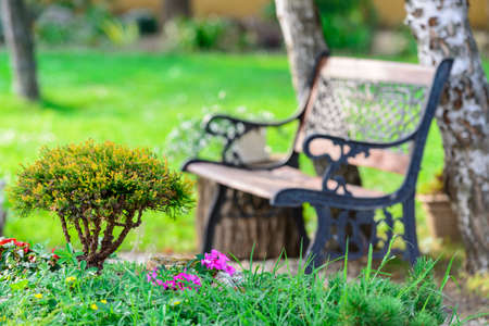 Little Bush and a bench in the garden in the summerの写真素材