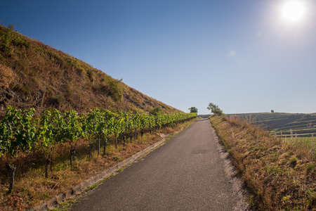 Beautiful Vineyard Landscape With Blue Sky And Sunshine in Ihringen, Kaiserstuhl, Germany.の写真素材