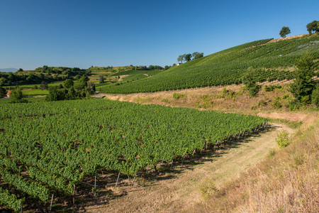 Beautiful Vineyard Landscape With Blue Sky And Sunshine in Ihringen, Kaiserstuhl, Germany.の写真素材