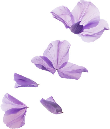 Purple flower petals isolated on white background with clipping path.の素材