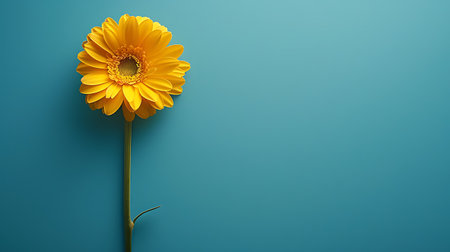 Yellow gerbera flower isolated on blue background with copy space.の素材