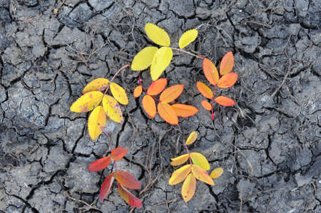 Autumn leavesの写真素材