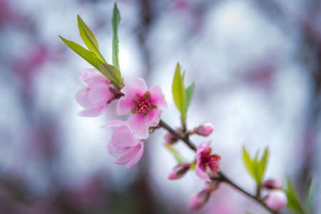 a close up of a flowerの写真素材