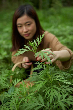 Mining wormwoodのeditorial素材