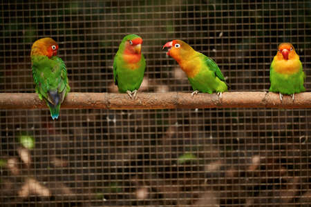 Parrotの写真素材