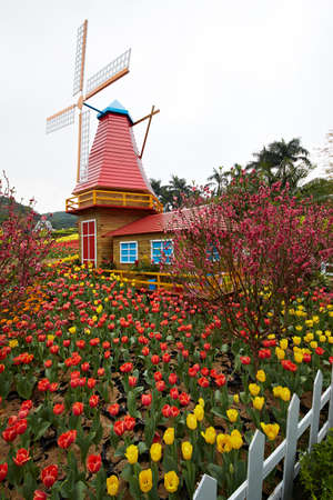 Tulipのeditorial素材