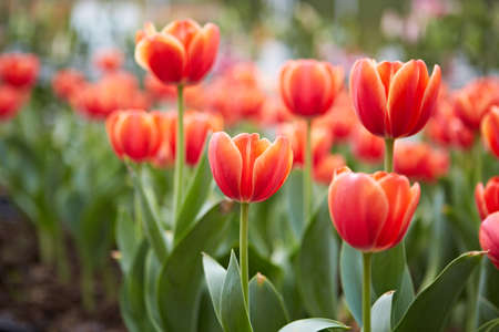 Tulipの写真素材