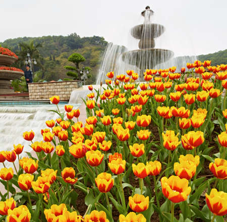 Tulipのeditorial素材