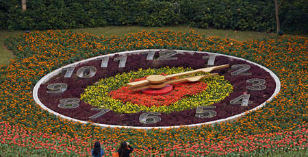 Tulipのeditorial素材