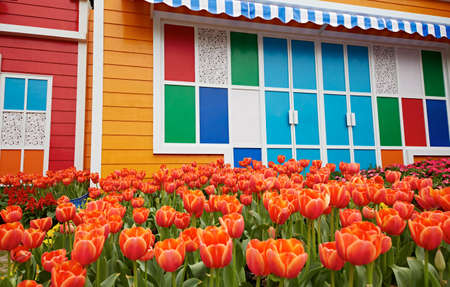 Tulipのeditorial素材