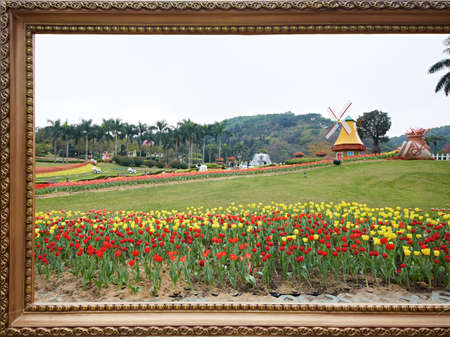 Tulip garden view in a frameのeditorial素材