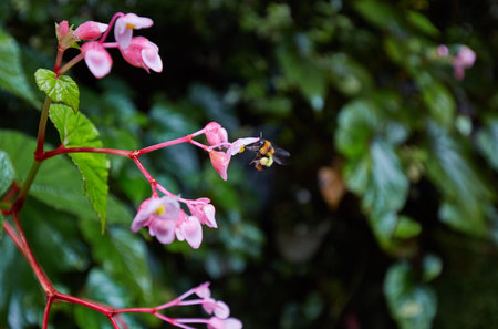  Begonia flower, after the rain