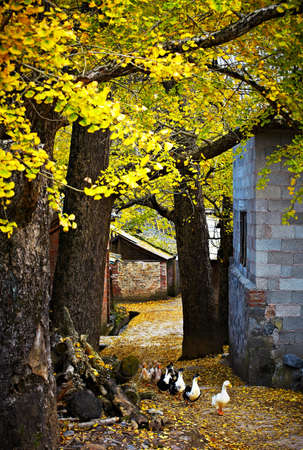 Autumn villageの写真素材