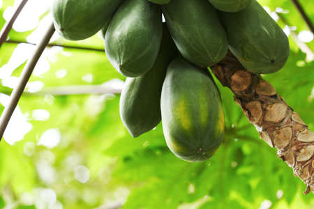 papayaの写真素材