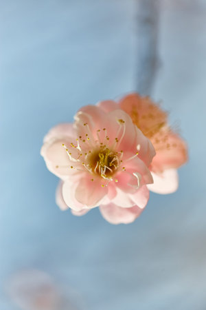 Plum blossom