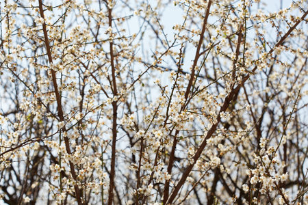 Plum blossom