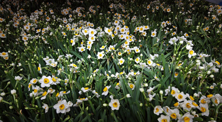 Daffodil