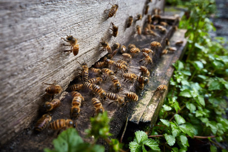 bee house