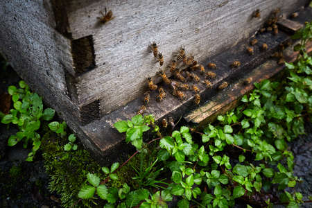 The hivesの写真素材