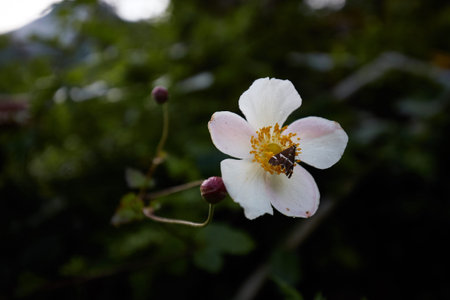 Wild cottonの写真素材