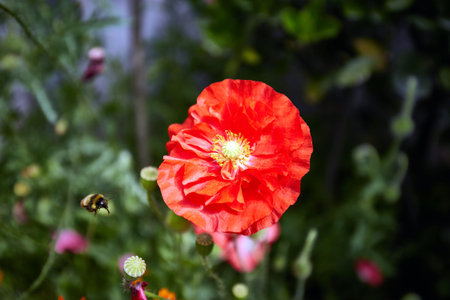 Red corn poppyの写真素材