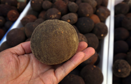 Wild old Orangeの写真素材