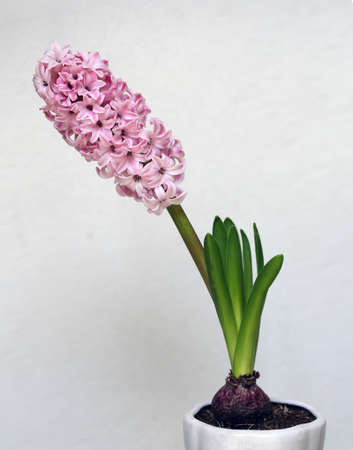 Hyacinthの写真素材