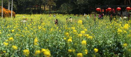 canola flower fieldのeditorial素材