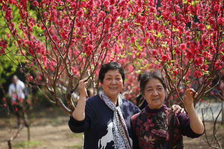 The peach blossom, tourists visit and taking pictureのeditorial素材