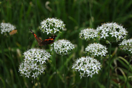 Welsh onion flowerの写真素材