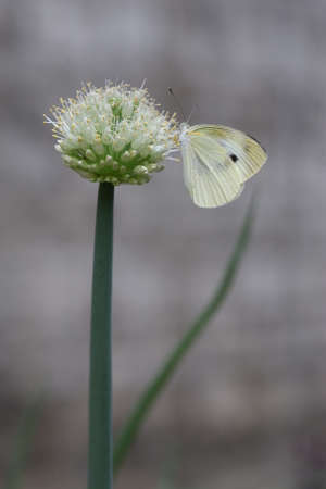 Welsh onion flower and butterflyの写真素材