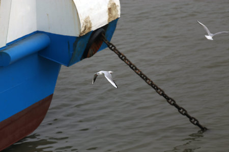 Closeup of seagull