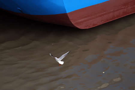 Closeup of a seagullの写真素材