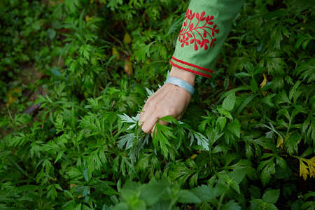 Picking Artemisia argyiの写真素材