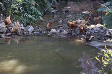 Chicken by the pondの写真素材
